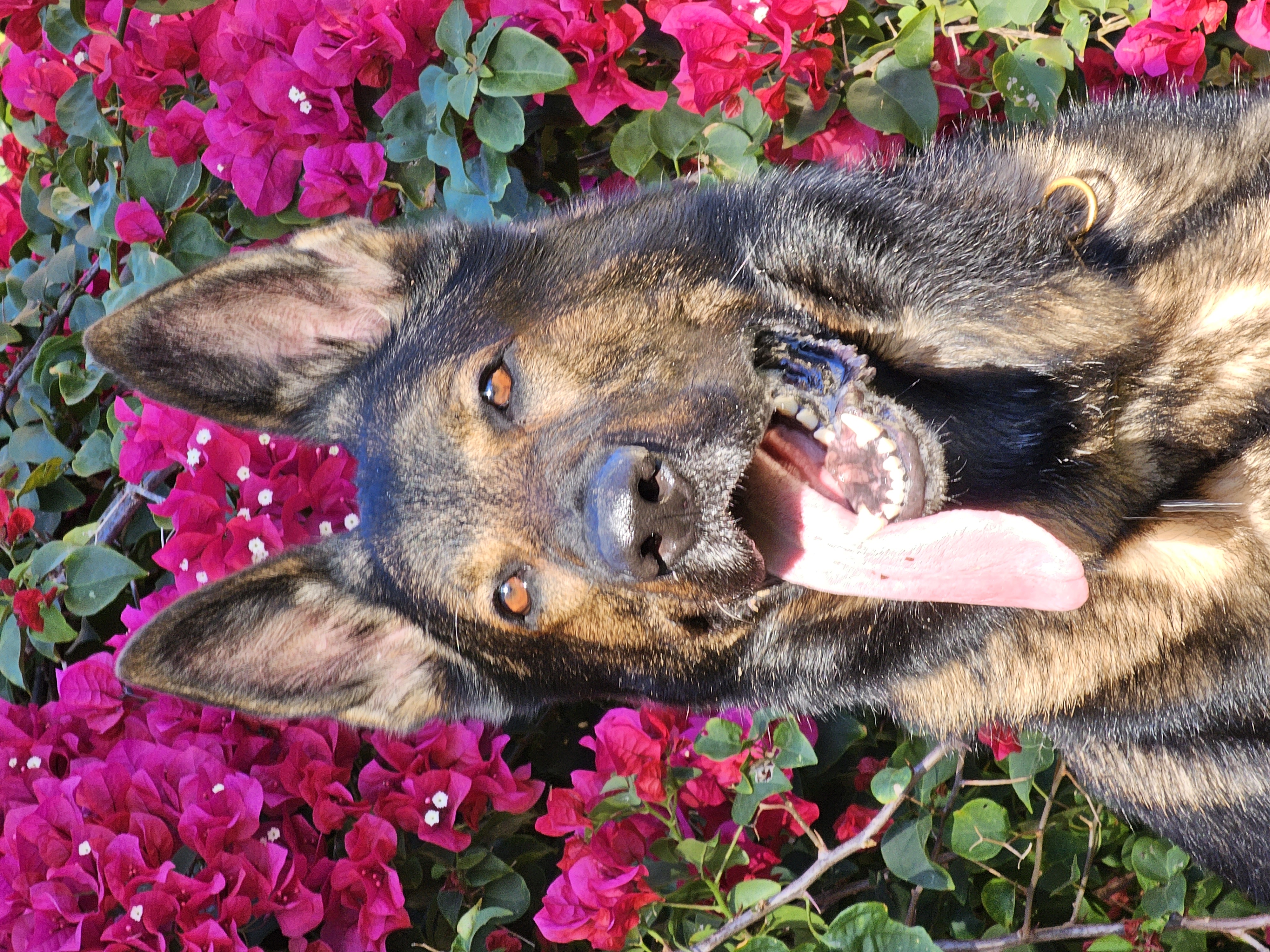 German shepherd crest